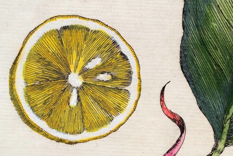 Cut, halved lemon, citrus fruit, hand-colored copper engraving from Giovanni Baptista Ferrari