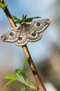 Emperor Moth, little peacock, Saturnia Pavonia, butterfly, female, high size, portrait, insects,