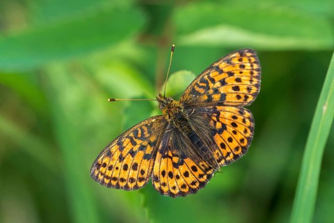 Brenthis Ino, Lesser Marbled Fritillary, Meadowsweet Pearl Butterfly, Purple Silver Butterfly,