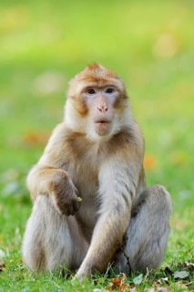 A Barbary macaque or magot (Macaca sylvanus) is sitting in a meadow eating, found in Morocco,