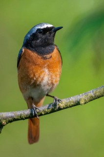 Garden redtail, Phoenicurus phoenicurus, redstart, birds, garden birds, high size, portrait, male,