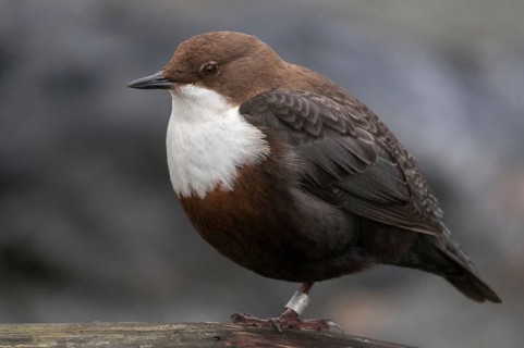 Cinclus cinclus, dippers, birds, passeri, songbirds, songbirds, birds