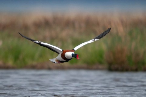 Brandgoose, Shelduck, Tadorna Tadorna, Anatidae, Birds, Duckbirds, Goose, Geese, Birds, Waterbirds