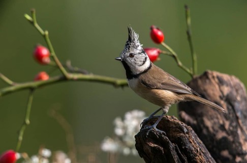 Crested tit, crested tit, Lophophanes cristatus, parus cristatus, birds, tit, passeri, songbirds,