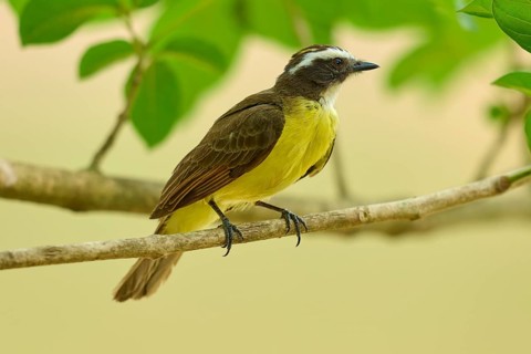 A bird on a branch surrounded by foliage, a quiet and peaceful atmosphere, Sulphur-masked Tyrant