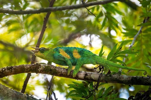 Three-horned chameleon (Trioceros jacksonii), male, Bwindi Impenetrable Forest National Park,