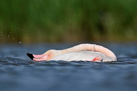 A greater flamingo (Phoenicopterus roseus) swimming in a pond, Camargue Regional Nature Park,