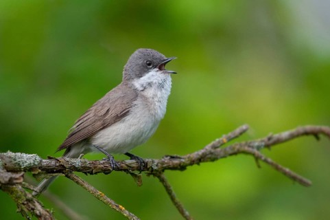 Brandenburg, Germany, rattlegrass warbler, Lesser whitethroat, Nabu, national natural heritage,