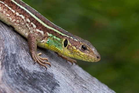 Balkan emerald lizard, Lacerta trilineata, giant spawn lizard, western giant marade lizard,