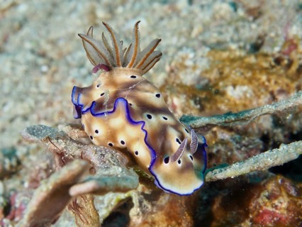 A naked-gilled snail with blue edges, the magnificent star snail (Hypselodoris tryoni), on a sandy