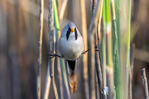 Bearded reedling, bearded tit (Panurus biarmicus) adult male in reedbed performing a side split