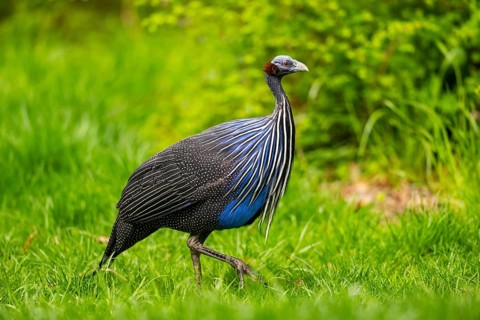 Vulturine guinea fowl (Acryllium vulturinum) walking on a meadow, Bavaria, Germany