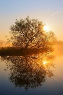 White willow (Salix alba) on the River Lippe at sunrise, with a reflection, North Rhine-Westphalia,