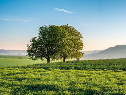 Green field with two lime trees in morning light, field landscape in spring, Burgenlandkreis,