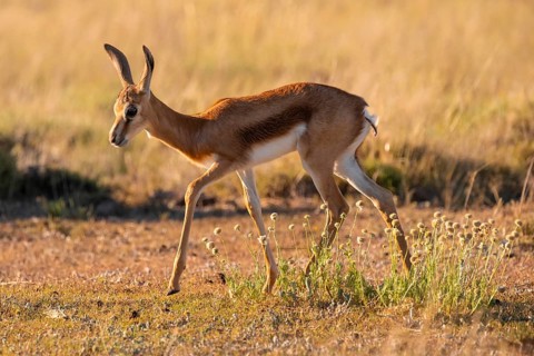 Cute young springbok (Antidorcas marsupialis) in meadow, Mountain Zebra National Park, South Africa