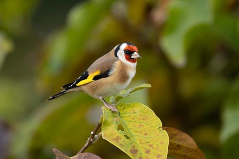 European goldfinch (Carduelis carduelis) adult bird amongst autumn leaves of a garden Magnolia