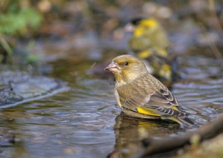 Carduelis Chloris, Chloris Chloris, Greenfinch, Greenfinch, Greenfinch, Greenfinch, Greenfinch,