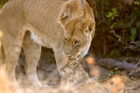 A lioness (Panthera leo) with a young near Atzaró Camp, Okavango Delta, North-West District,