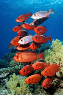 Shoal of reef bigeye perch (Priacanthus hamrur) in red, red colouring, colouring, colour, swimming