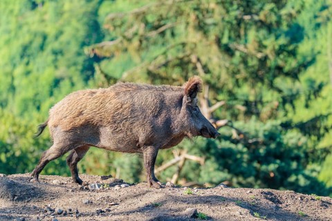A female wild boar (Sus scrofa) stands on a mound on a sunny day. Bavaria, Germany