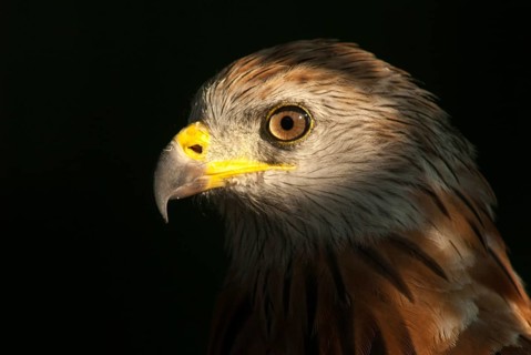Accipitriformes, Milan, Milvus Milvus, Red Kite, Red Kite, Birds of Prey, Leo, Raptor, Raptors,