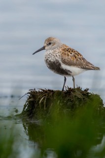Alpine sandpipers, Calidris Alpina, Dunlin, birds, breeding plumage, charadriiformes, high size,