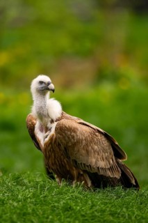 Griffon Vultures (Gyps fulvus) standing on a meadow in spring, bavaria, Germany