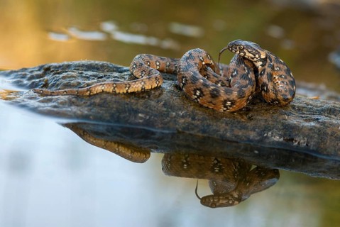 Natrix Maura, viperine snake, viper snake, critters, extremadura, reptilia, reptiles, snakes,