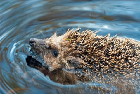 Erinaceus europaeus, hedgehog, insectivora, insectivora, insectivora, mammals, prickly, mammals