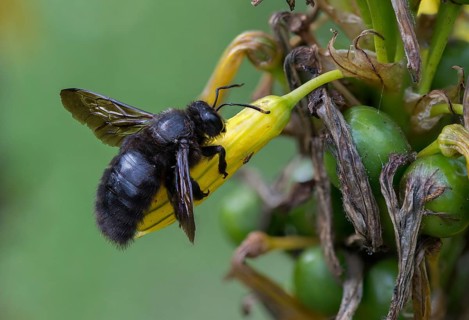 Apidae, bees, blue wood bee, large wood bee, hymenoptera, violet-winged wood bee, xylocopa