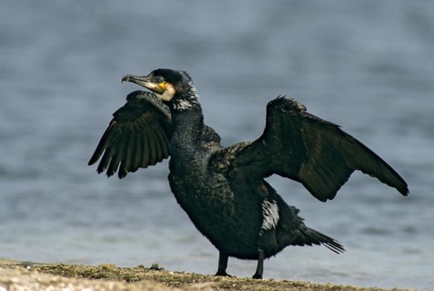 Black shag, cormorant, phalacrocorax carbo, birds, eclipse plumage, pelecaniforms, ropedes, rest