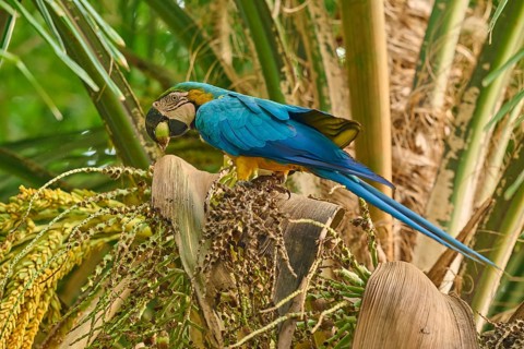 A parrot feeding on a palm branch in green surroundings, Yellow-breasted Macaw (Ara ararauna),