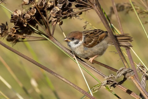 Tree sparrow (Passer montanus) juvenile baby bird on a Hogweed seedhead, England, United Kingdom