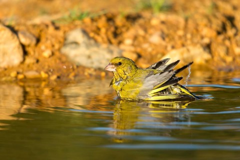 Carduelis Chloris, Chloris Chloris, Greenfinch, Greenfinch, Greenfinch, Greenfinch, Greenfinch,