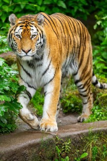 Siberian tiger (Panthera tigris tigris) walking through bushes on a rainy day, captive, Germany