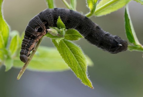 Deilephila Elpenor, medium wine swarmer, sphingidae, butterfly, elephant hawk moth, insects, large