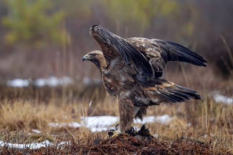 European golden eagle (Aquila chrysaetos chrysaetos) adult spreading wings in moorland, heathland
