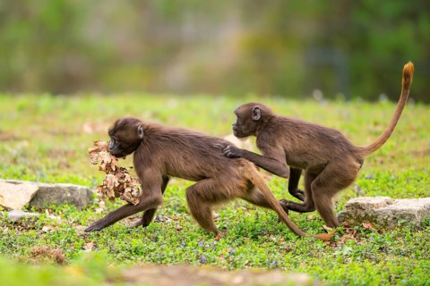 Gelada (Theropithecus gelada) youngsters running over a meadow playing with each other, captive,
