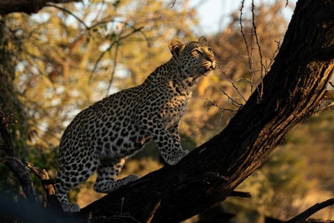 Leopard (Panthera pardus) in a tree, Khomas Region, Namibia