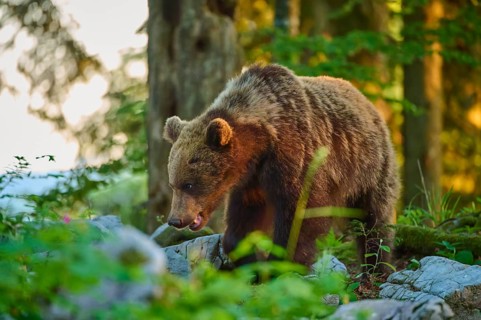A brown bear in the forest in sunlight, standing on stony ground, European brown bear (Ursus