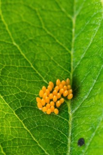 Asian ladybeetle, Asian ladybird, coccinellidae, coccinellinae, harlequin ladybird, harmonia