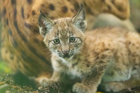 Eurasian lynx (Lynx lynx) youngster (cub) in a forest, portrait, Bavaria, Germany