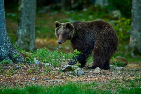 A cautious brown bear moves through the leaf litter on the forest floor, European brown bear (Ursus