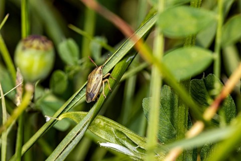 An insect is crawling along blades of grass in a green meadow: a cereal bug near Herleshausen,