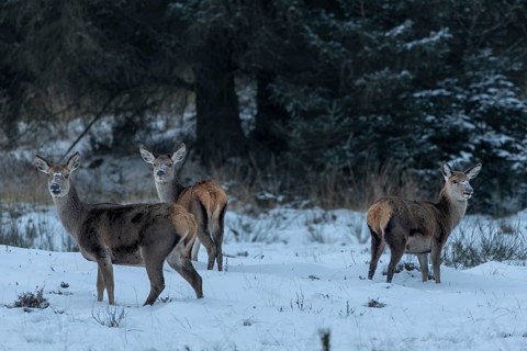 Red deer (Cervus elaphus) and fawns on a very cold winter's morning, winter, snow, cold, winter