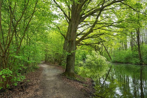 Weg am Bolter Kanal, deciduous forest, spring, Müritz National Park, Mecklenburg Lake District,