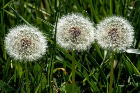 Common dandelion (Taraxacum officinale), dandelion, faded, seeds, Baden-Württemberg, Germany
