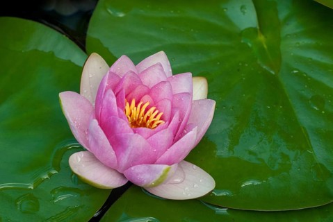 European white water lily, nymphaea alba, nymphaeaceae, water lily, white water lily, flora,