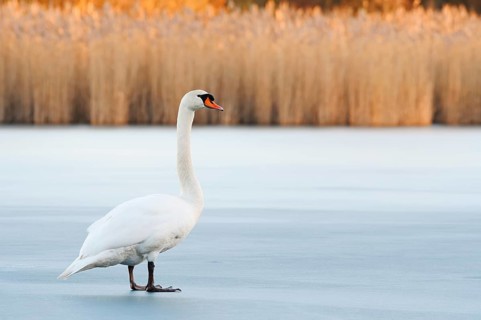 A mute swan (Cygnus olor) stands on a frozen lake in winter, North Rhine-Westphalia, Germany