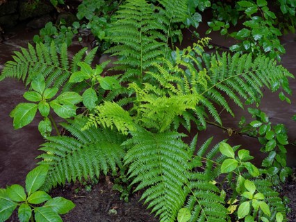 Fern leaves am Waldboden, Hohenstein, Witten, Ruhrpott, North Rhine-Westphalia, Germany